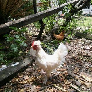 Galinhas garnizés nagazáki bem mansinhos