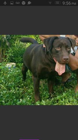 Labrador chocolate fêmea com pedigree