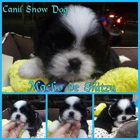 Lindos Machos de Shitzu na Feira do Snow Dog Shopping Cidade
