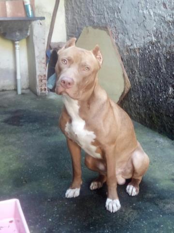 Mestiços de Pit Bull