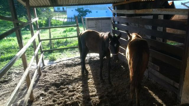 Potras Mangalarga de picado