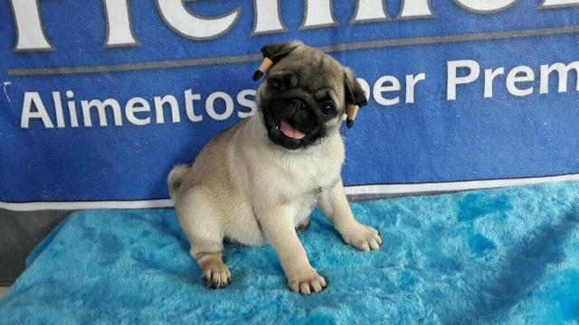 Pug fêmea a pronta entrega.