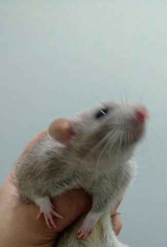 Rato Twster leia o anúncio