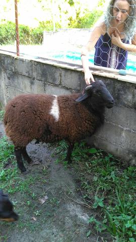 Vendo carneiro