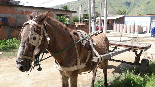 Vendo uma mula com carroça arrinhada