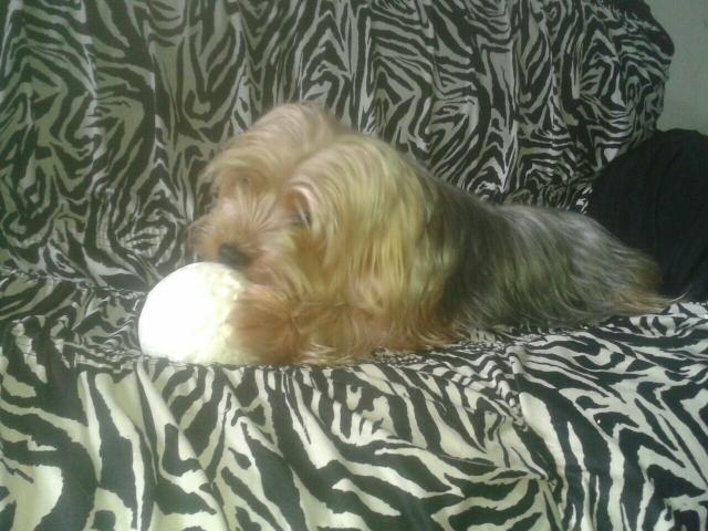 Vendo yorkshire terrier