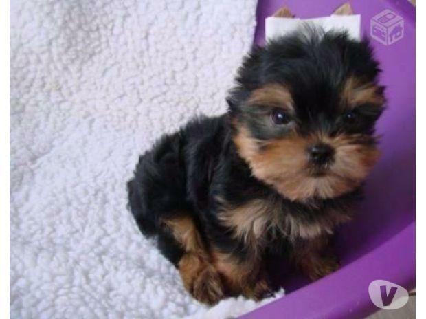 Yorkshire Terrier bebes purissimos