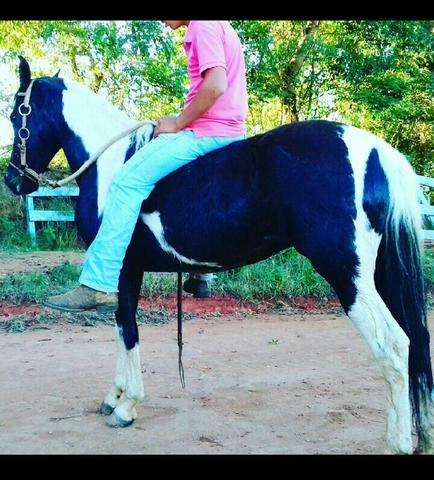 Égua Pampa de preto omozigota