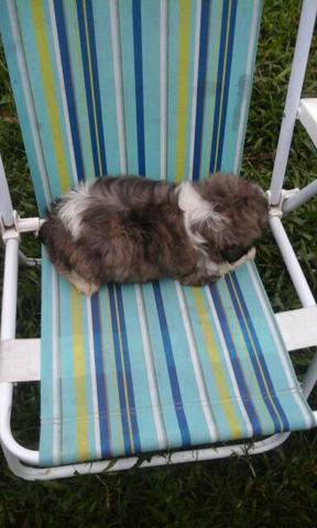 Último macho da ninhada. Shitzu