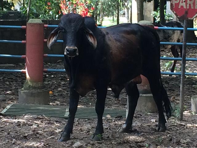 Bezerros e tourinhos Girolando e Cruzados de Nelore