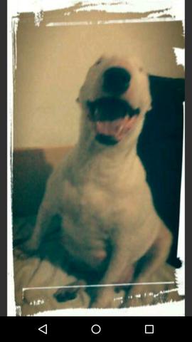 Bull terrier femia