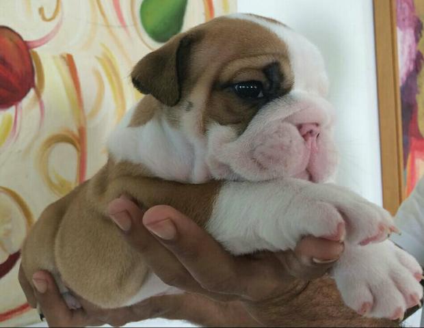 Bulldog Inglês bebê