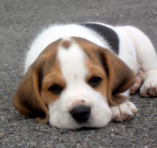 Carinhosos Beagle