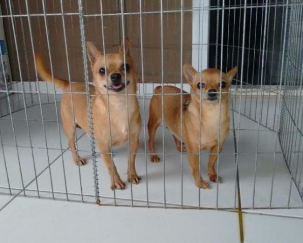Casal Chihuahua adultos com pedigree cbkc