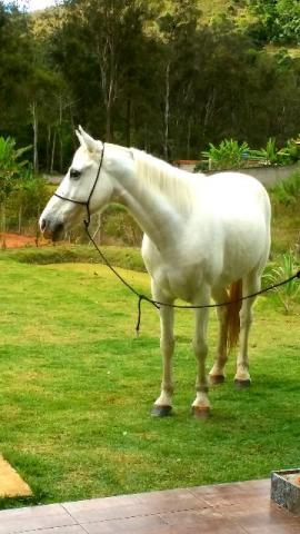 Cavalo Marchador Branco Castrado
