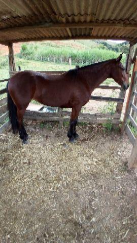 Egua Mangalarga Sem Registro