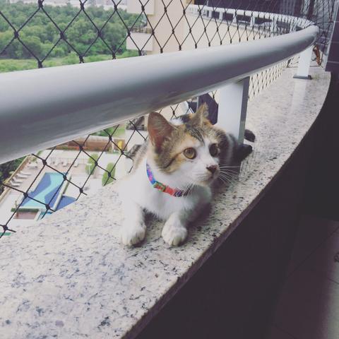 Gata castrada para adoção responsável