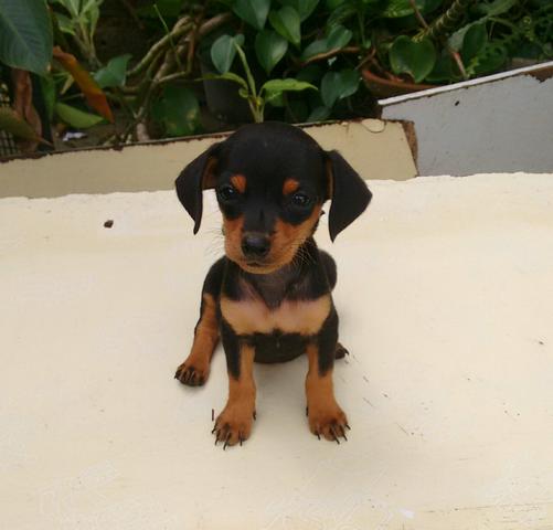 Pinscher Fêmea
