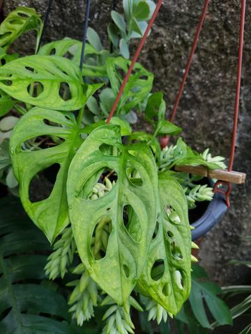 Planta ornamental pendente