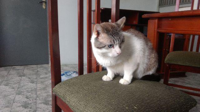 Yudy gato adulto com deficiencia em um olho