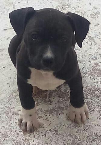 American Bully Fêmeas