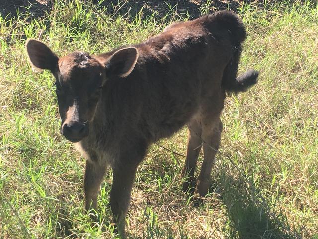 Bezerra jersey com 41 dias