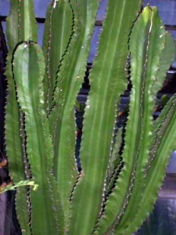 Cactos Euphorbia