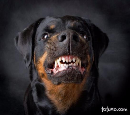 Cães de guarda agressivos Rottweiler/ Pitbull/ Dobermann/