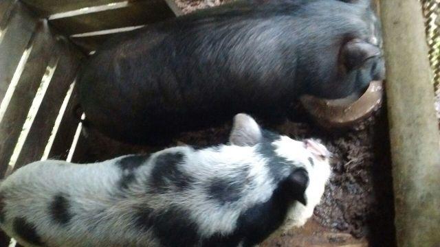 Lindo casal de mini pig