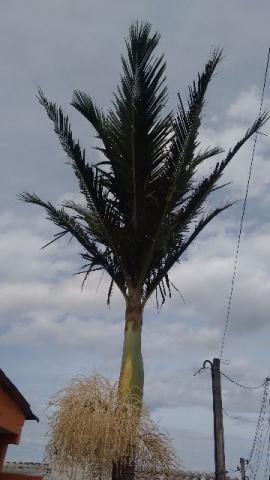 Palmeira real com 8 metros