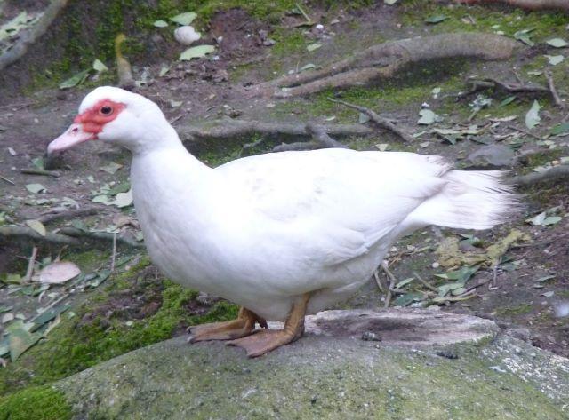 Patos de raça e normal