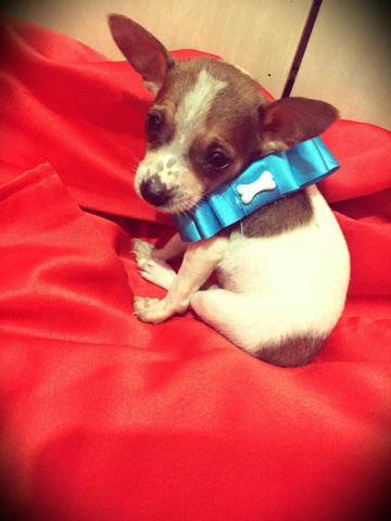 Pinscher macho branco caramelo