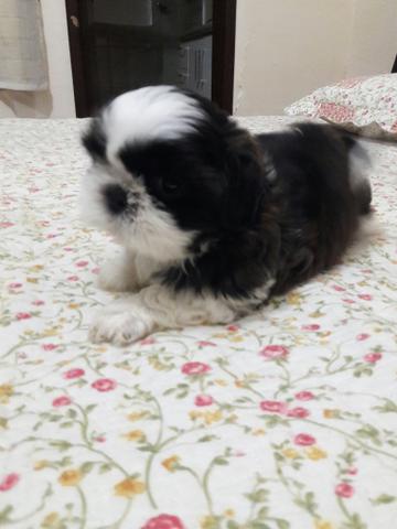 Vendo shih tzu as duas fêmeas