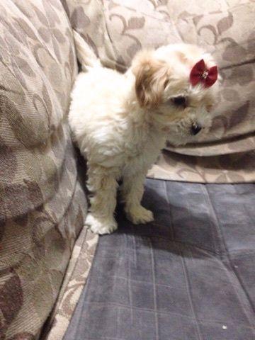 Linda fêmea promoção