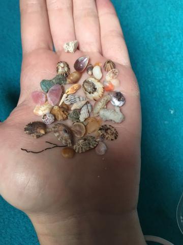 Pequenas conchas colecionáveis