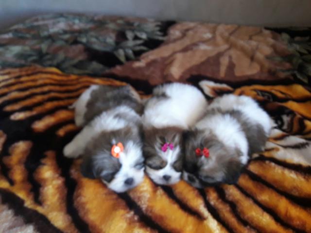Shih Tzu feme as tricolor