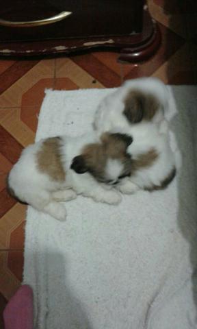 Shih tzu 49 dias