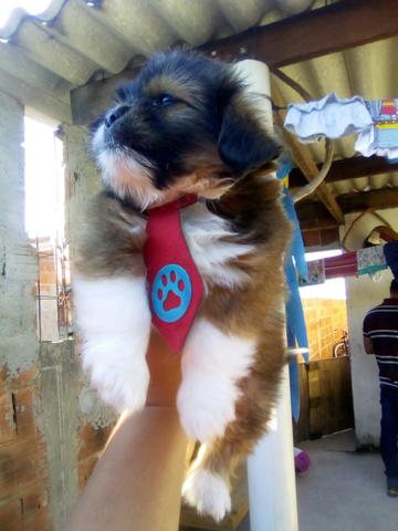 Shih tzu macho