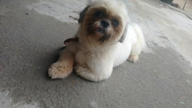 Shih tzu macho