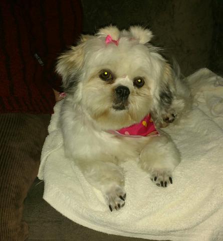 Shihtzu linda fêmea com um ano