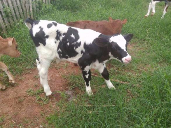 Terneiro Holandes 36 dias