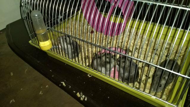 Vende-se hamster