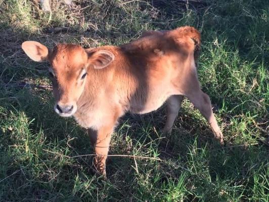 Barbada Terneira Jersey pura