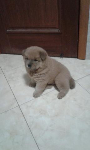 Chowchow