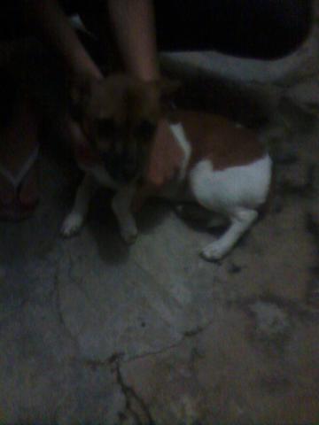 Doa se uma cachorrinha