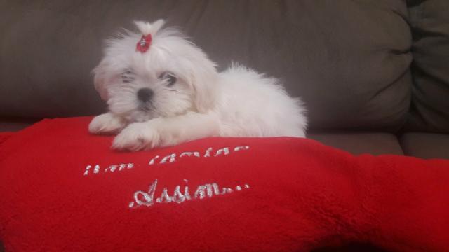 Linda fêmea de Shitzu Branquinha