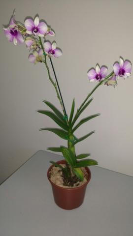 Orquídea natural em cachepot de madeira envelhecida