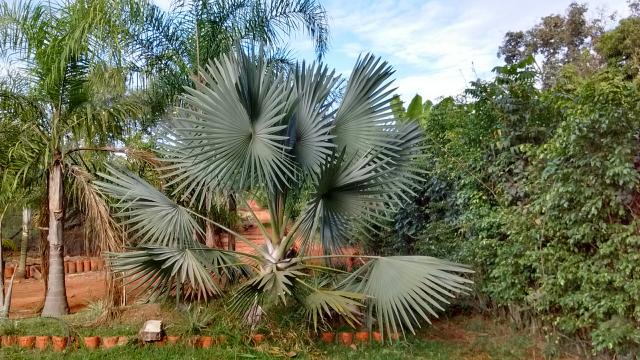 Palmeira azul - Rei das Plantas