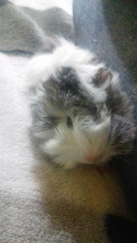 Porquinho da india peruano pelo arrepiado