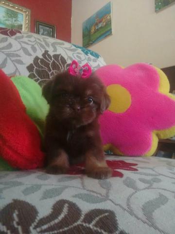 Shih tzu fêmea chocolate